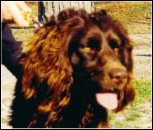 Hollow Creek's Gus