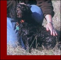 Hollow Creek's Rosey