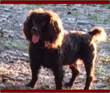 Hollow Creek's Miss Dixie