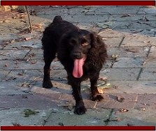 Hollow Creek's Miss Dixie