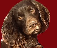 Hollow Creek's Miss Dixie