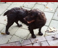 Hollow Creek's Miss Dixie