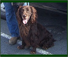 Hollow Creek's Miss Dixie