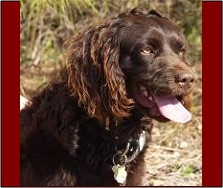 Hollow Creek's Allie-gator