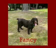 Hollow Creek's Fancy