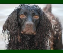 Hollow Creek's Miss Dixie