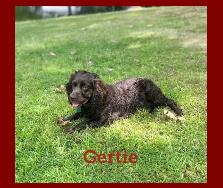 Hollow Creek's Gertie