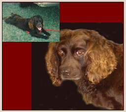 Hollow Creek's Buddy