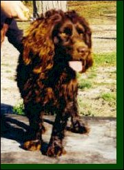 Hollow Creek's Cocoa Cody