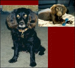Hollow Creek's Miss Dixie
