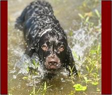Hollow Creek Holly Belle