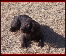 Hollow Creek's Miss Dixie