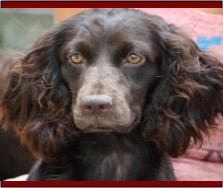 Hollow Creek's Miss Dixie