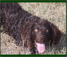 Hollow Creek's Miss Dixie
