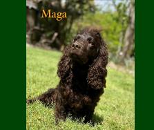 Maga