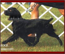 Hollow Creek's Miss Dixie