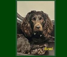 Remi