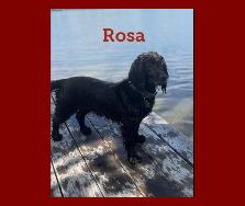 Hollow Creek's Rosa