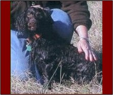 Hollow Creek's Rosey
