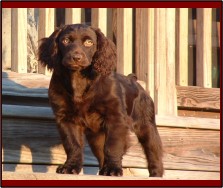 Hollow Creek's Miss Dixie