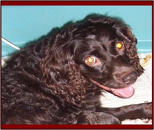 Hollow Creek's Miss Dixie