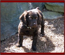 Hollow Creek's Miss Dixie