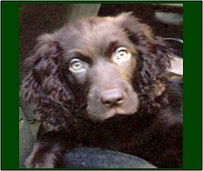 Hollow Creek's Miss Dixie